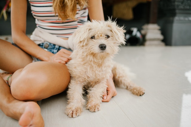 Preparing to bring a puppy home